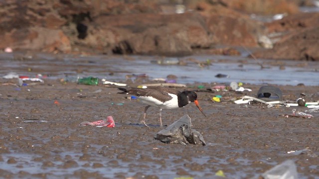 蠣鴴 - ML645430659