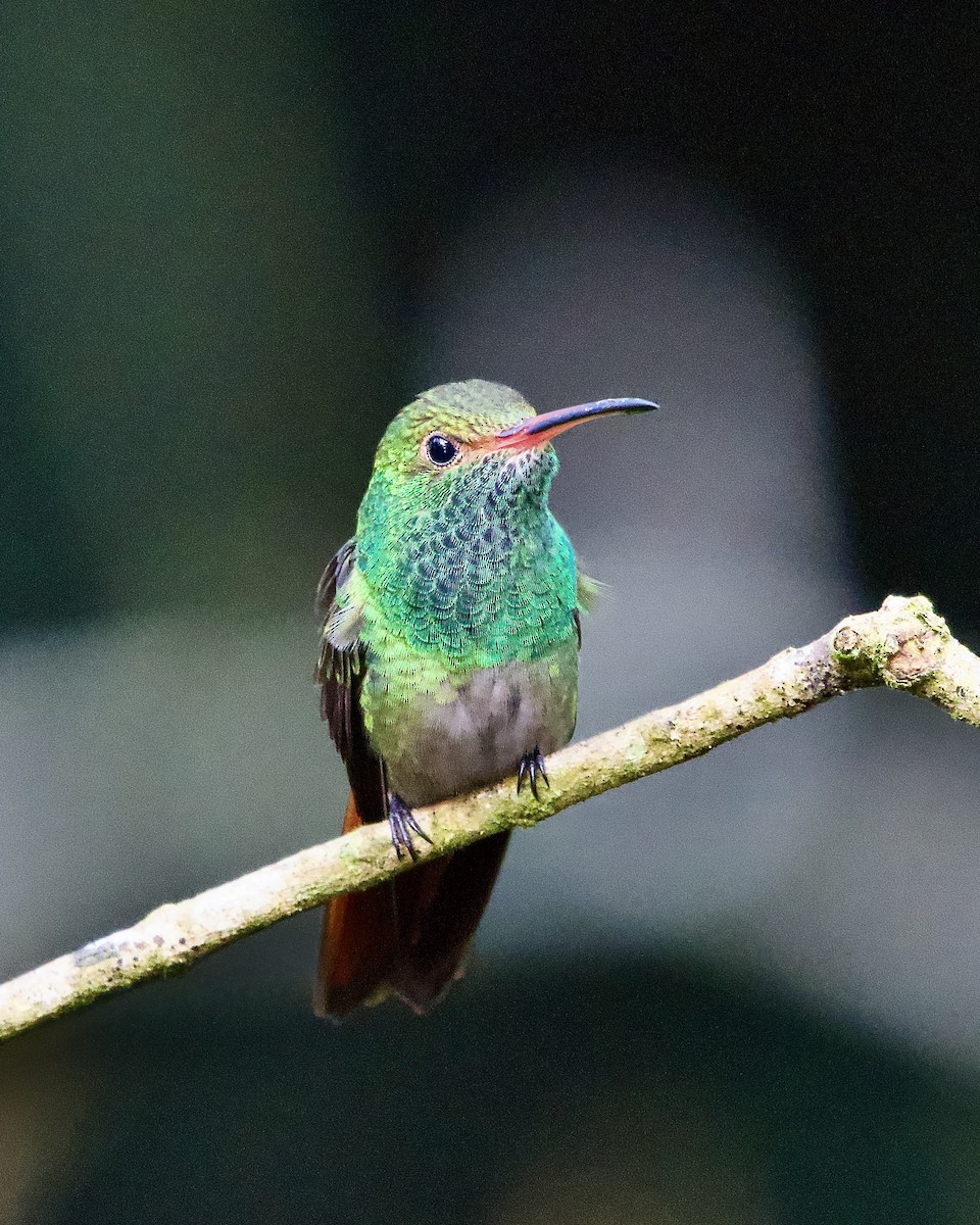 Rufous-tailed Hummingbird - ML645430660
