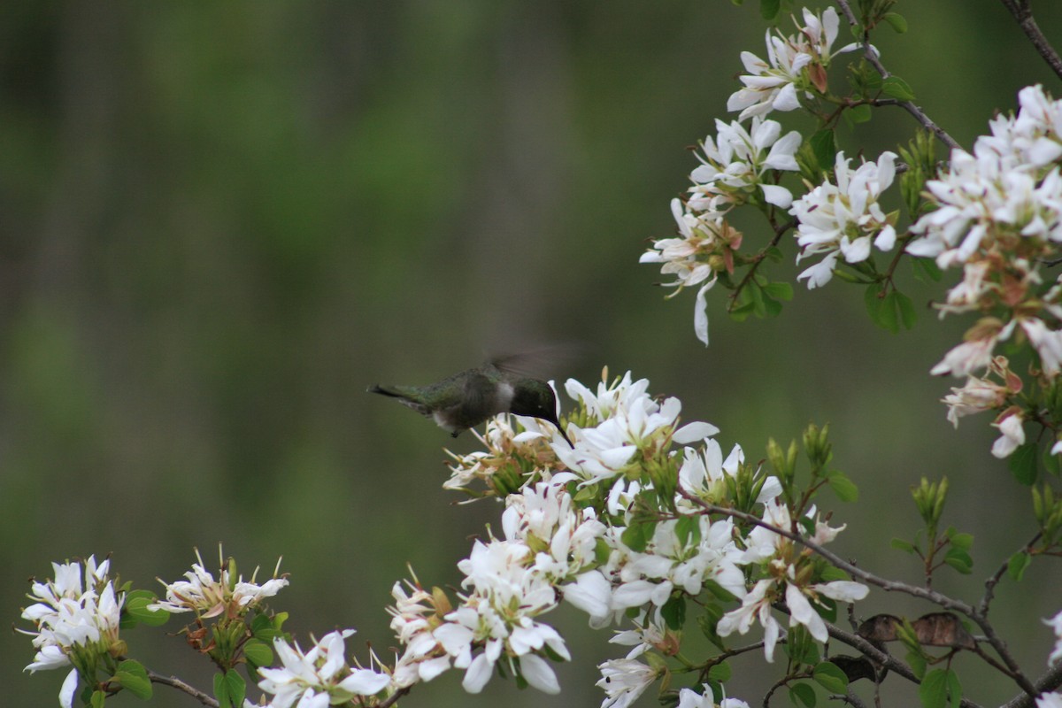 Black-chinned Hummingbird - ML645430661