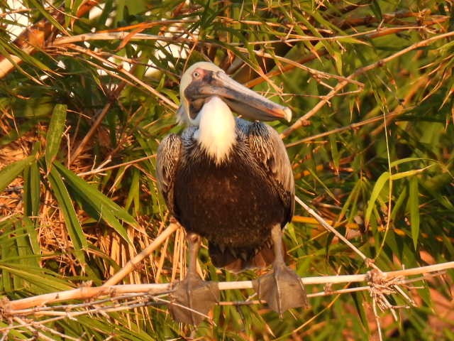 Brown Pelican - ML645430662