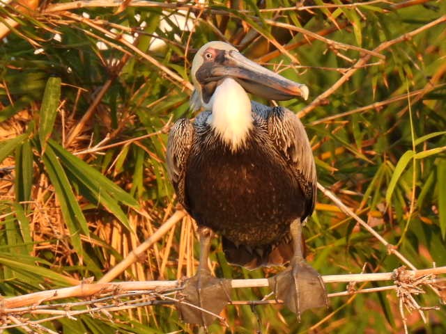 Brown Pelican - ML645430663