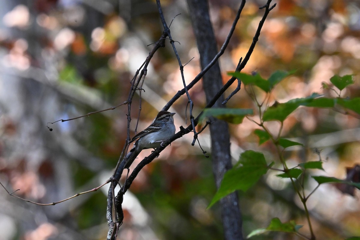 Chipping Sparrow - ML645430664