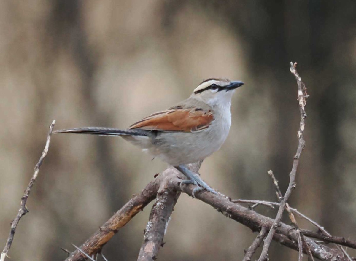 Brown-crowned Tchagra - ML645430665