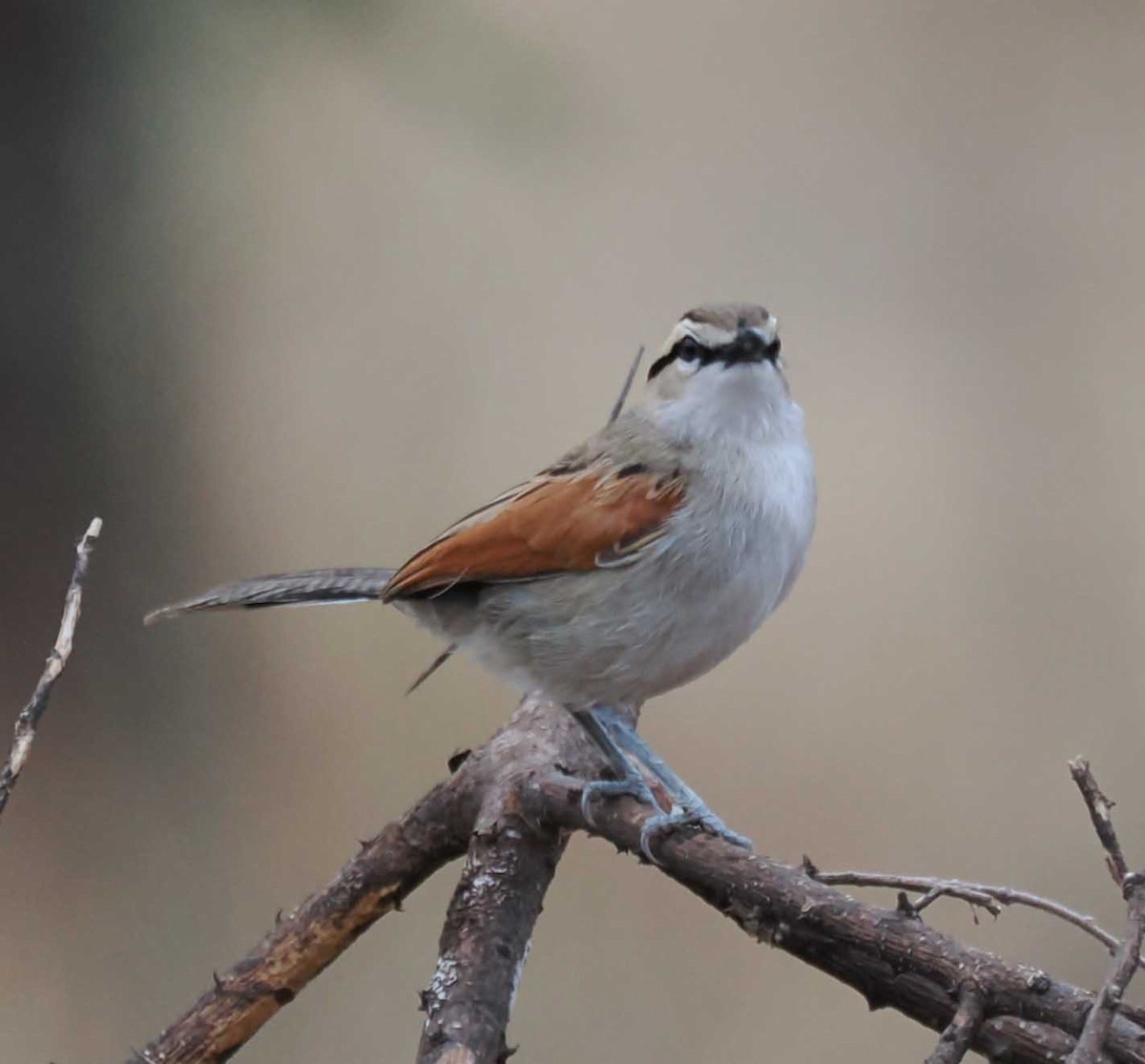 Brown-crowned Tchagra - ML645430666
