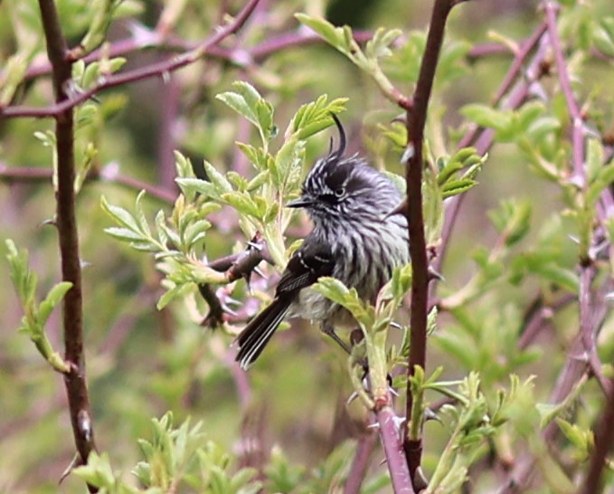 Tufted Tit-Tyrant - ML645430667