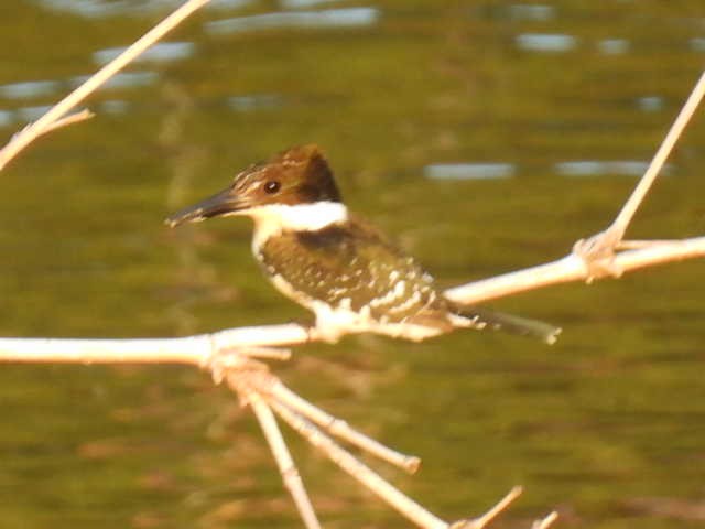 Green Kingfisher - ML645430668