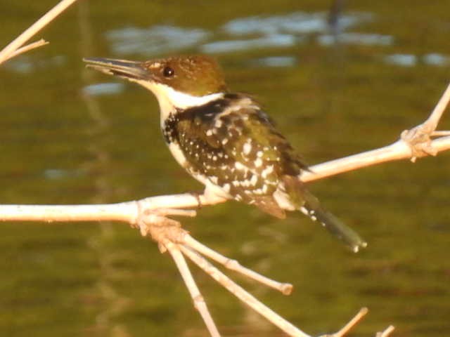 Green Kingfisher - ML645430669