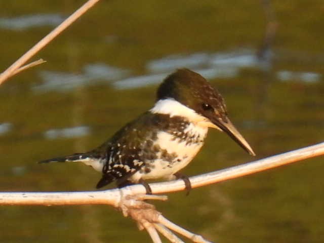 Green Kingfisher - ML645430670