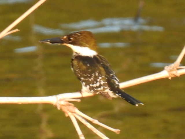 Green Kingfisher - ML645430671