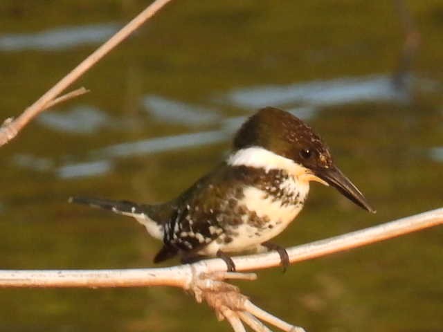 Green Kingfisher - ML645430672