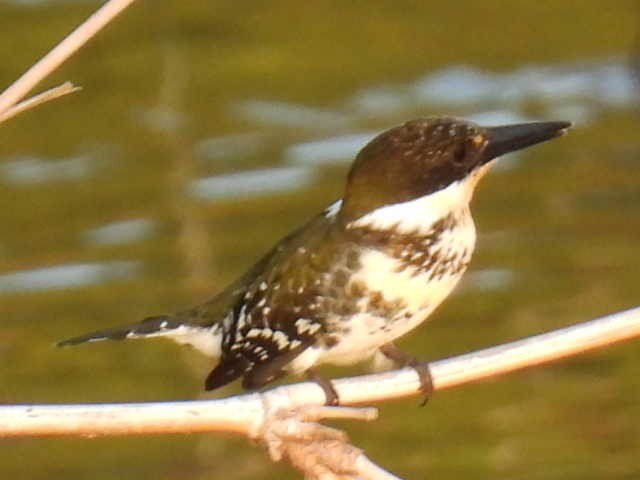Green Kingfisher - ML645430673
