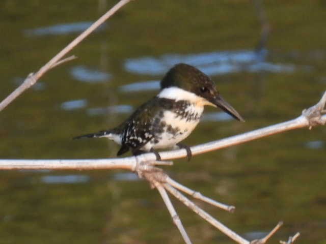 Green Kingfisher - ML645430674