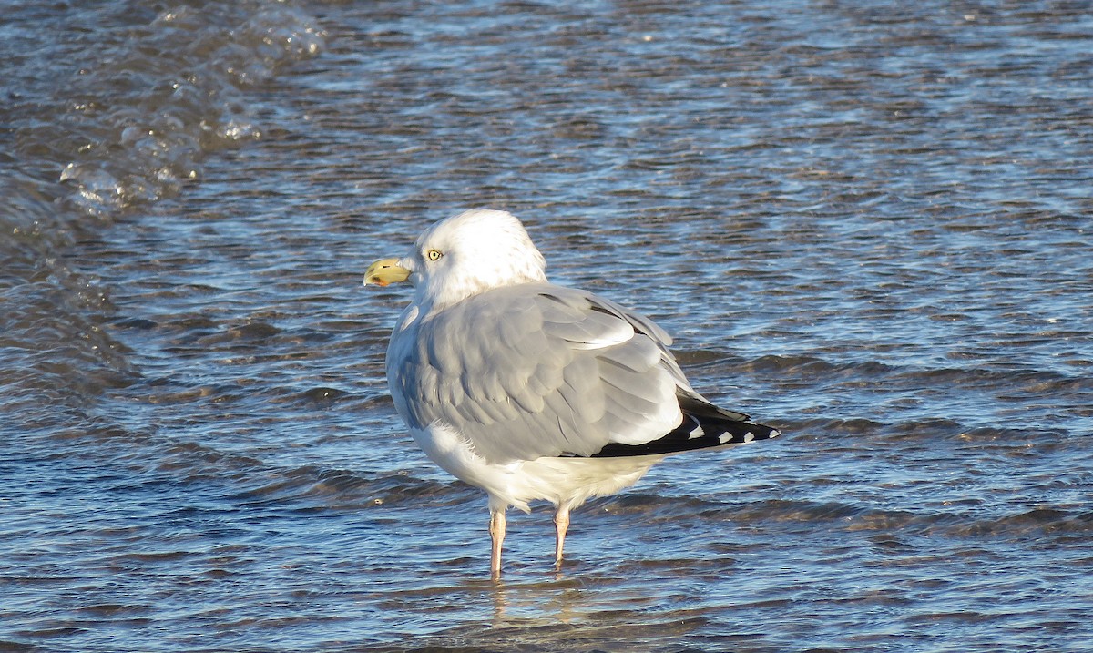 American Herring Gull - ML645430675