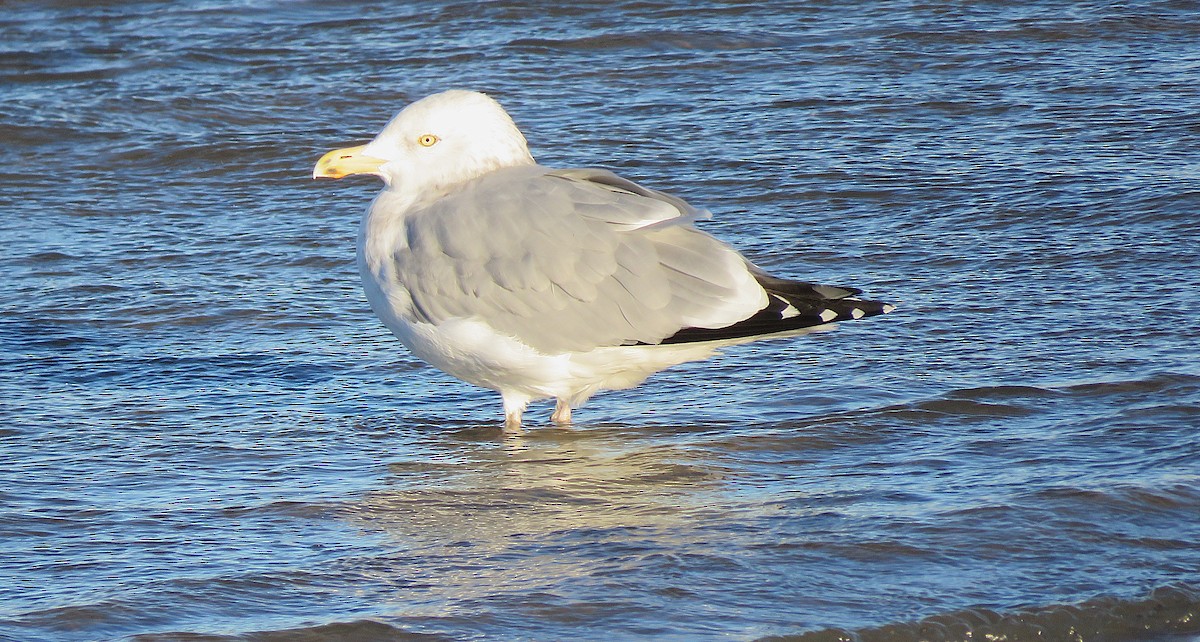 American Herring Gull - ML645430676
