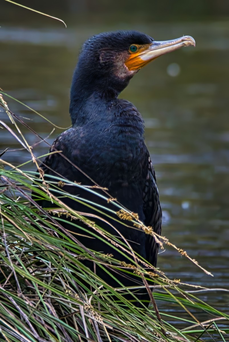 Little Black Cormorant - ML645430677