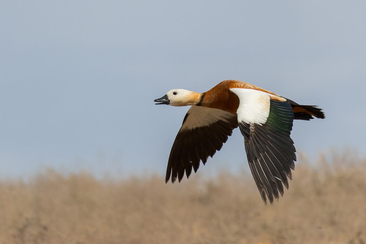 瀆鳧 - ML645430678