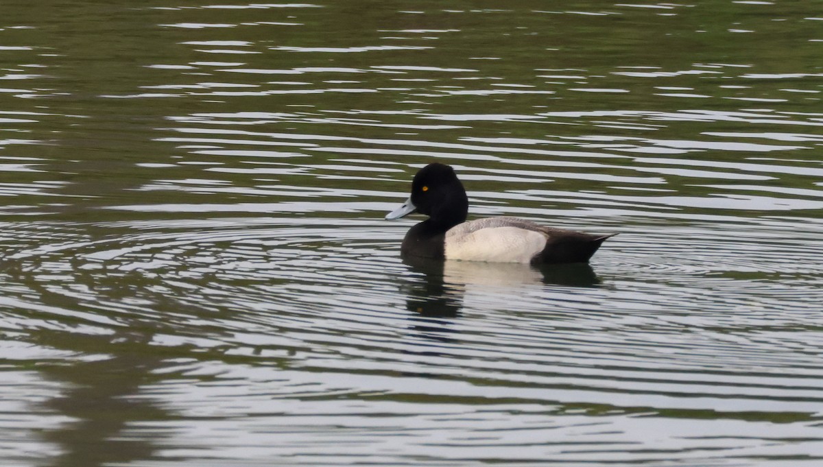 小斑背潛鴨 - ML645430679