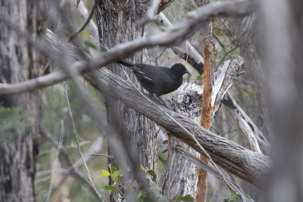 White-winged Chough - ML645430681