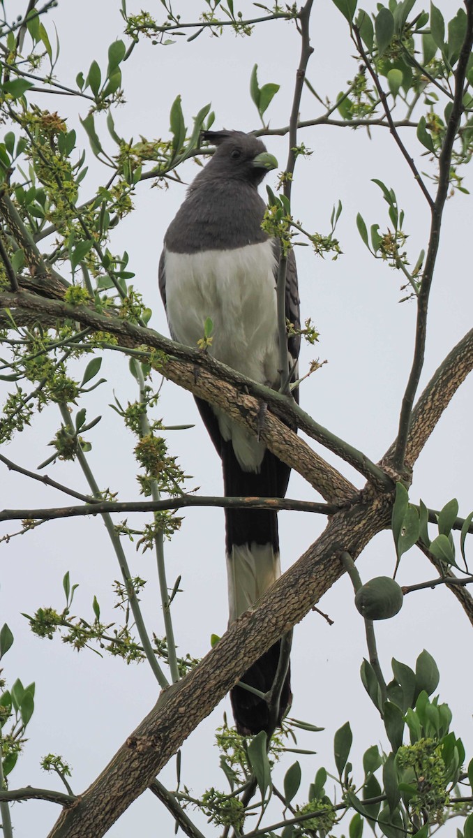 White-bellied Go-away-bird - ML645430682
