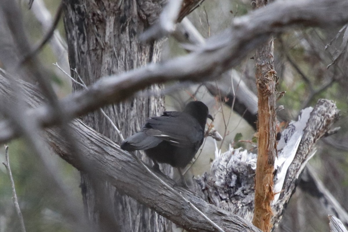 White-winged Chough - ML645430683