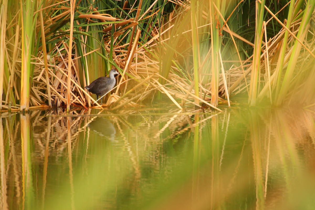 American Coot (Red-shielded) - ML645430692