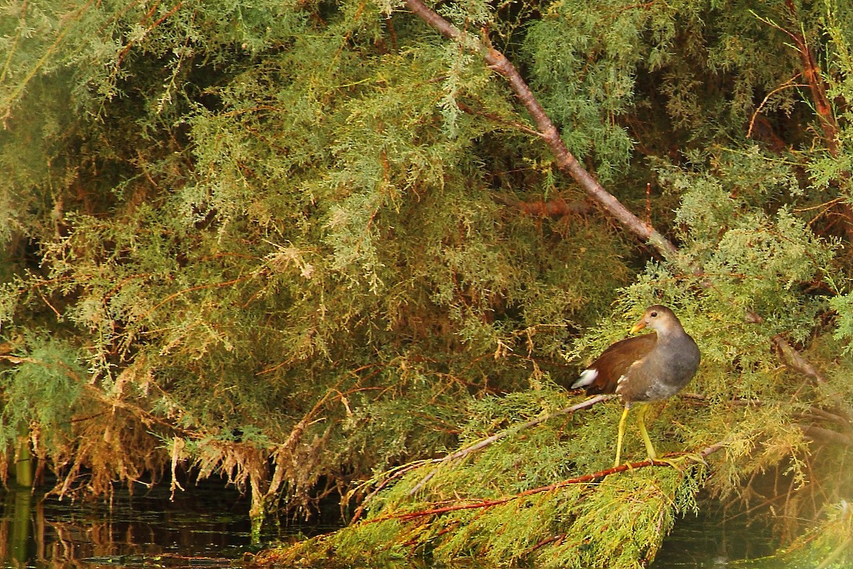 Uroilo amerikarra - ML645430693