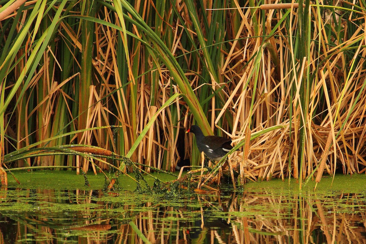 Uroilo amerikarra - ML645430694