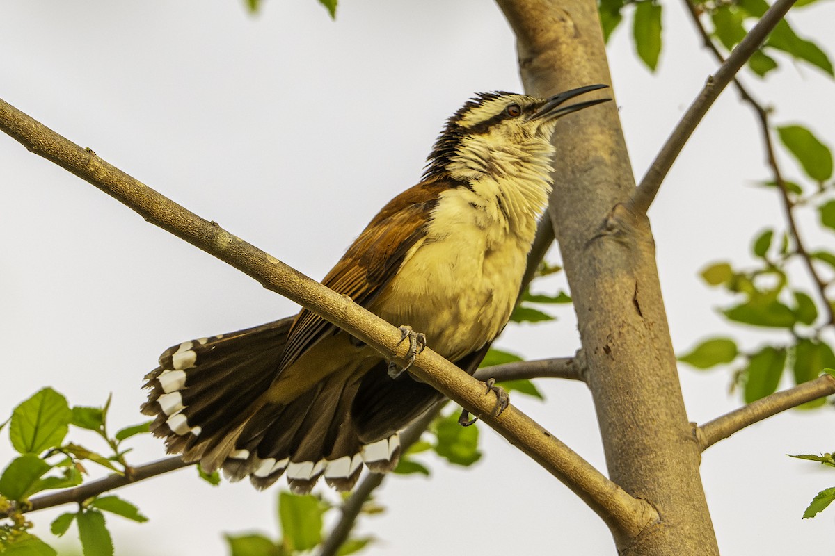 Troglodyte géant - ML645430695