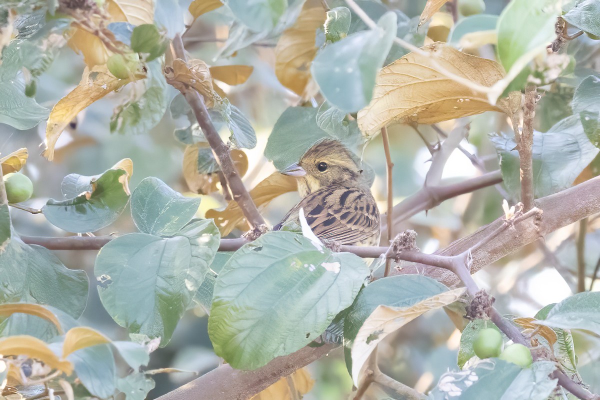 Вівсянка сибірська - ML645430713
