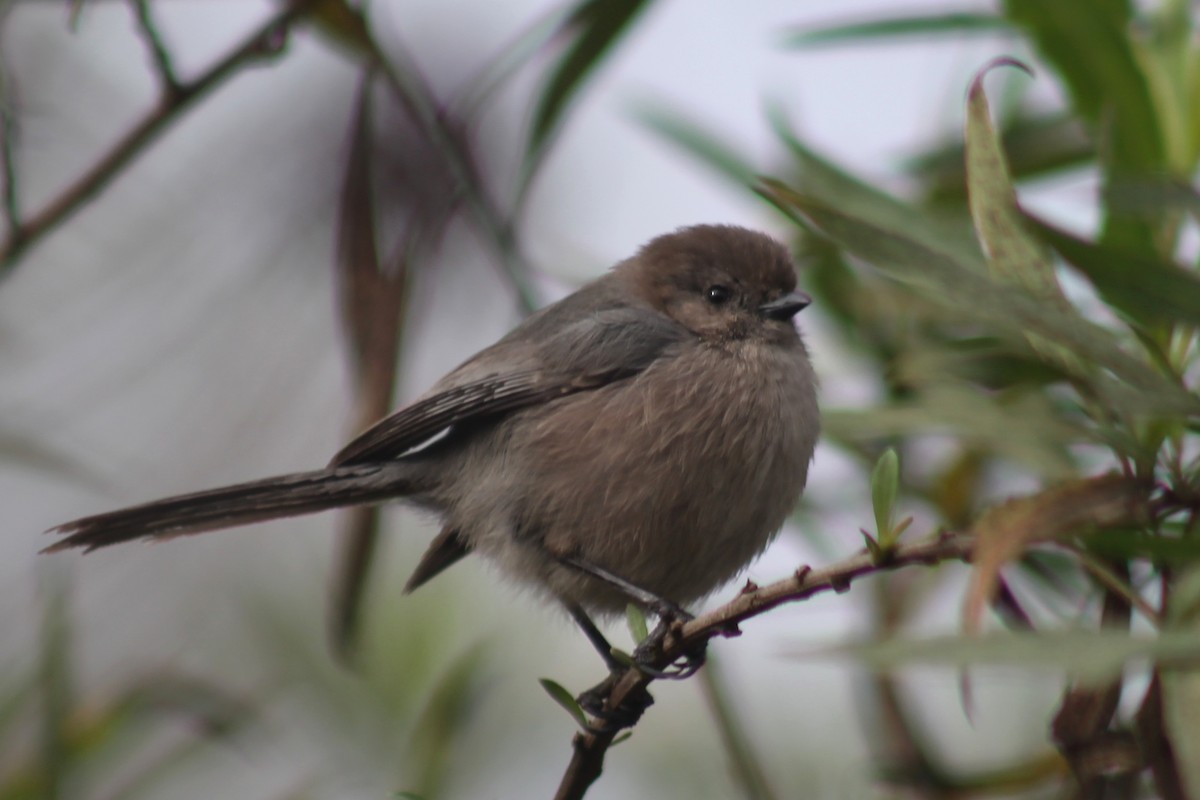 Ополовник американський - ML645430714