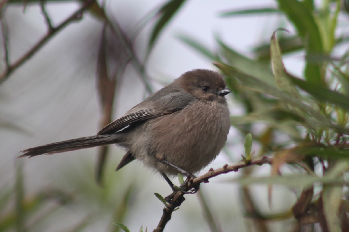 Ополовник американський - ML645430715