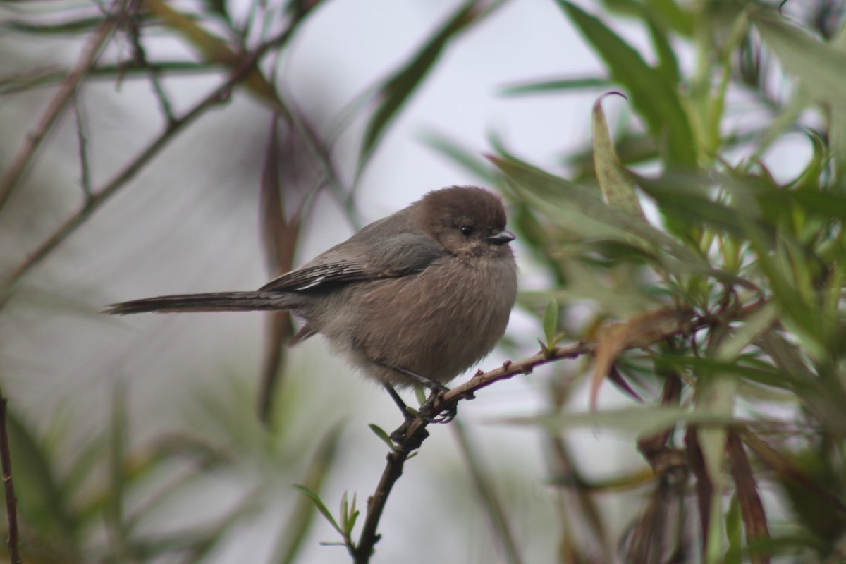 Ополовник американський - ML645430716