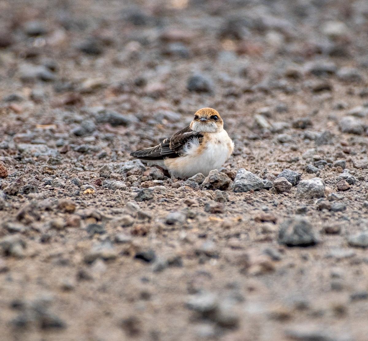 Ясківка тасманійська - ML645430717
