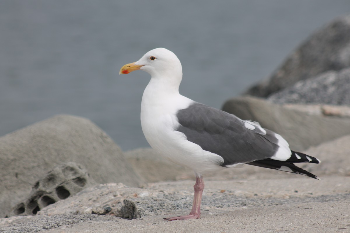 Мартин західний - ML645430718