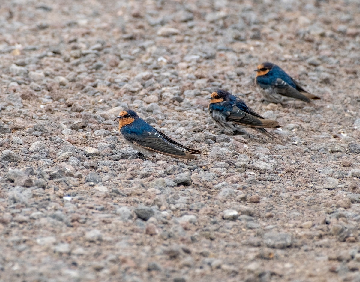 Ластівка австралійська - ML645430719