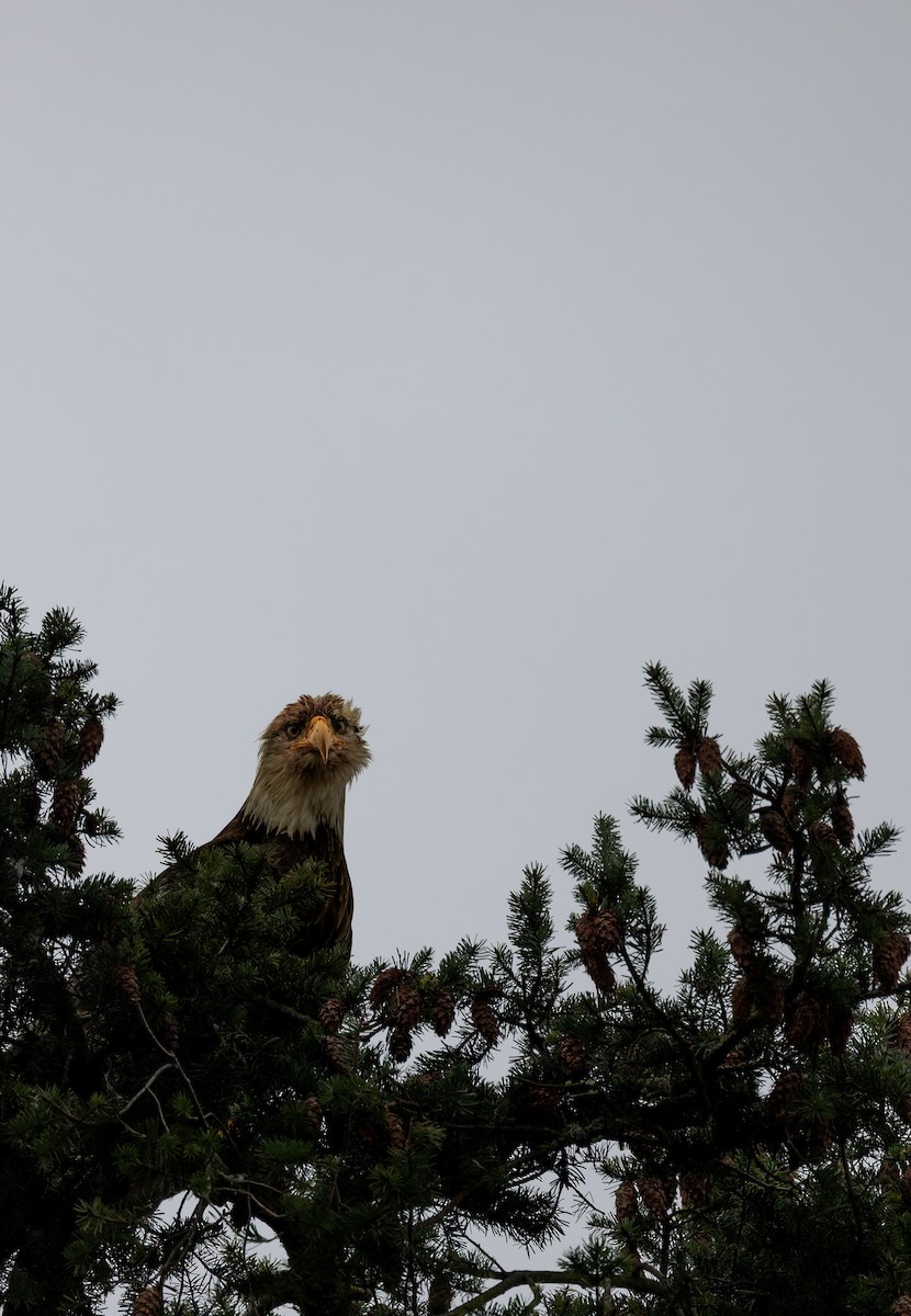 Орлан білоголовий - ML645430721