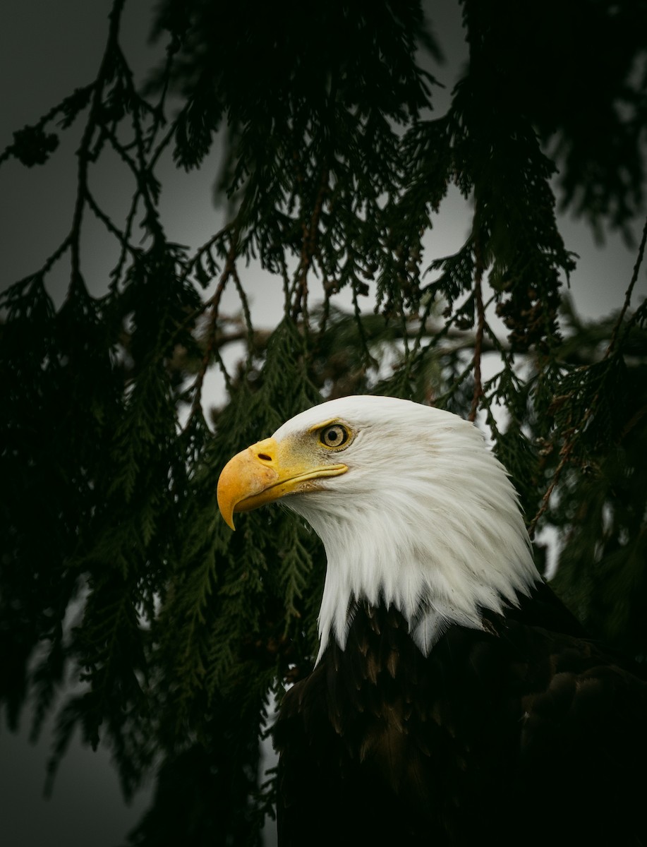 Орлан білоголовий - ML645430722