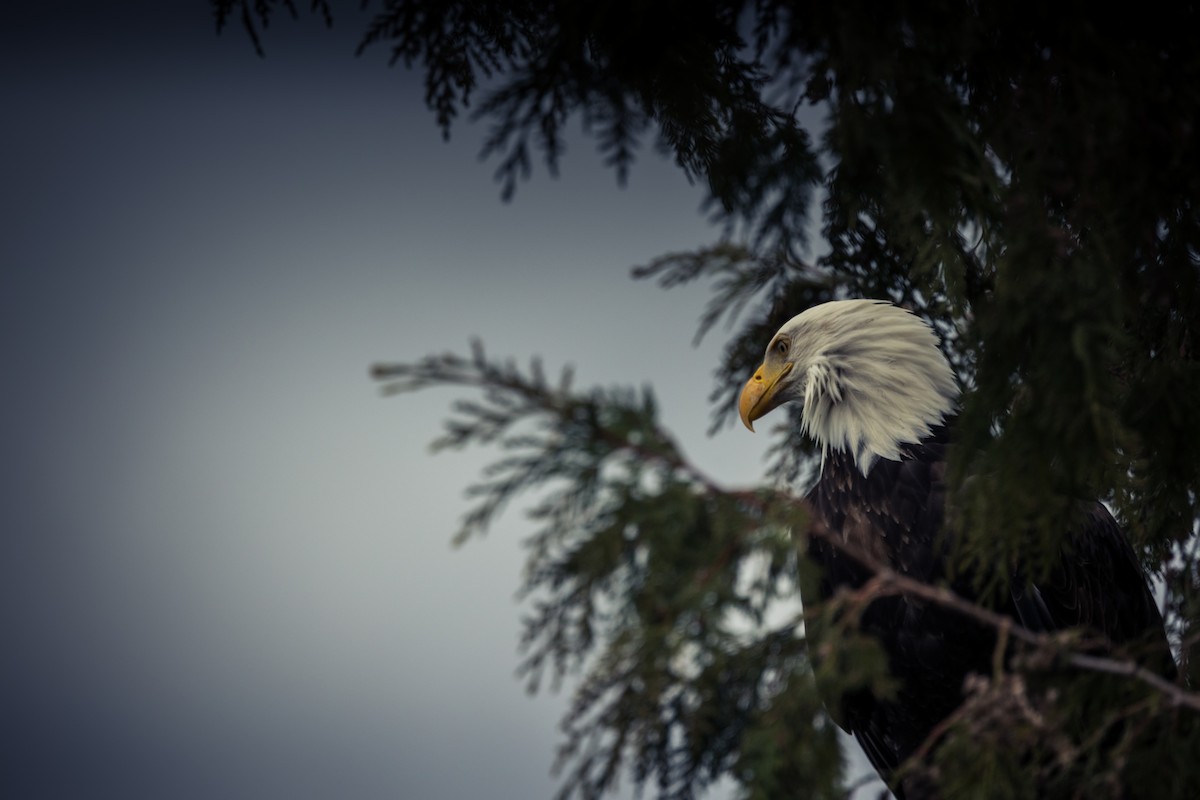 Орлан білоголовий - ML645430723