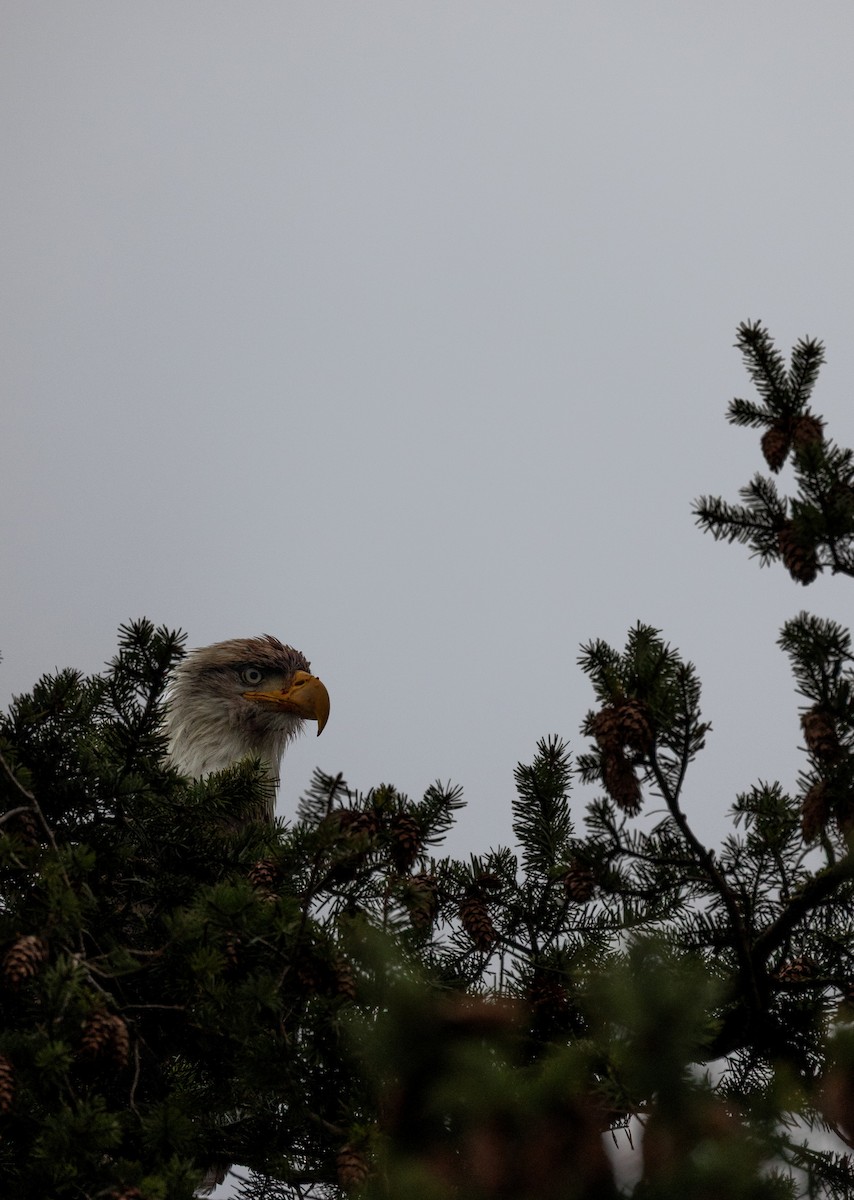 Орлан білоголовий - ML645430724