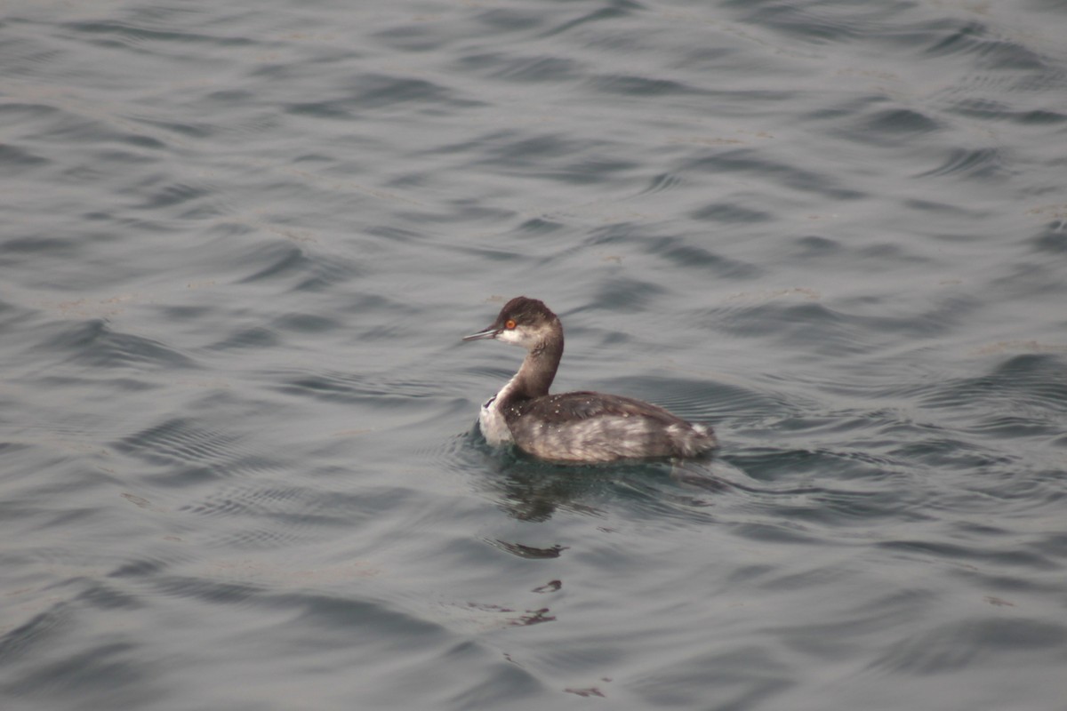 Пірникоза чорношия - ML645430725