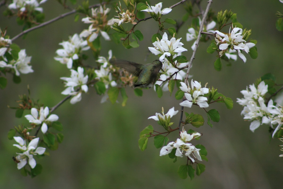 Колібрі фіолетовогорлий - ML645430726