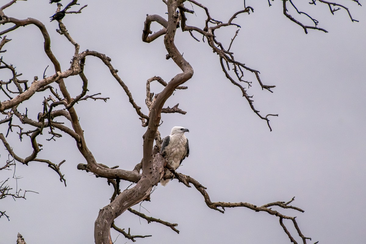 Орлан білочеревий - ML645430727