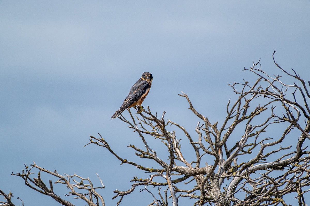Підсоколик австралійський - ML645430729