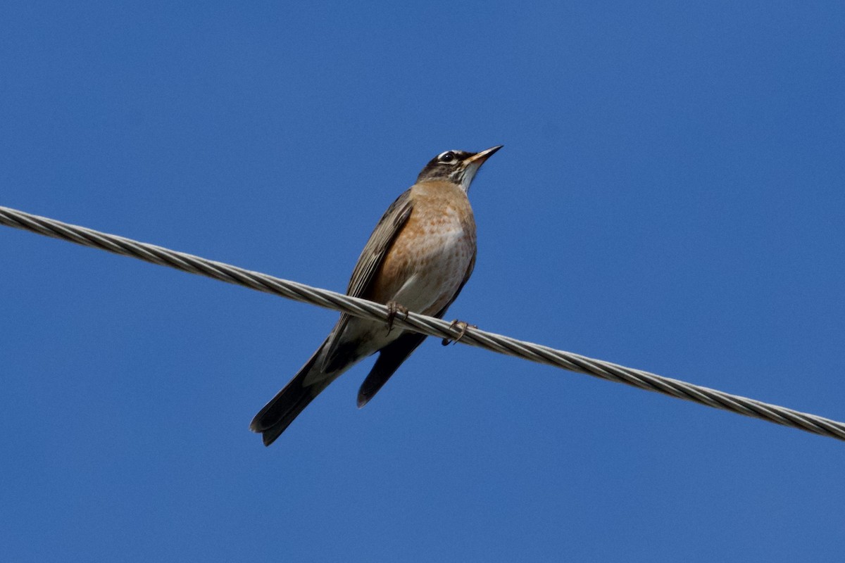 Дрізд мандрівний - ML645430730