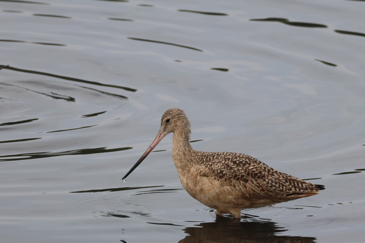 Грицик чорнохвостий - ML645430731