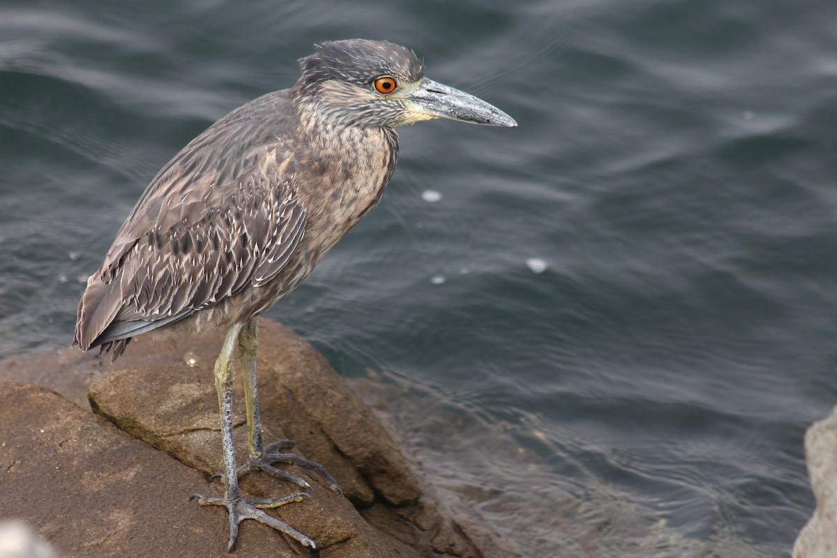 Квак чорногорлий - ML645430732