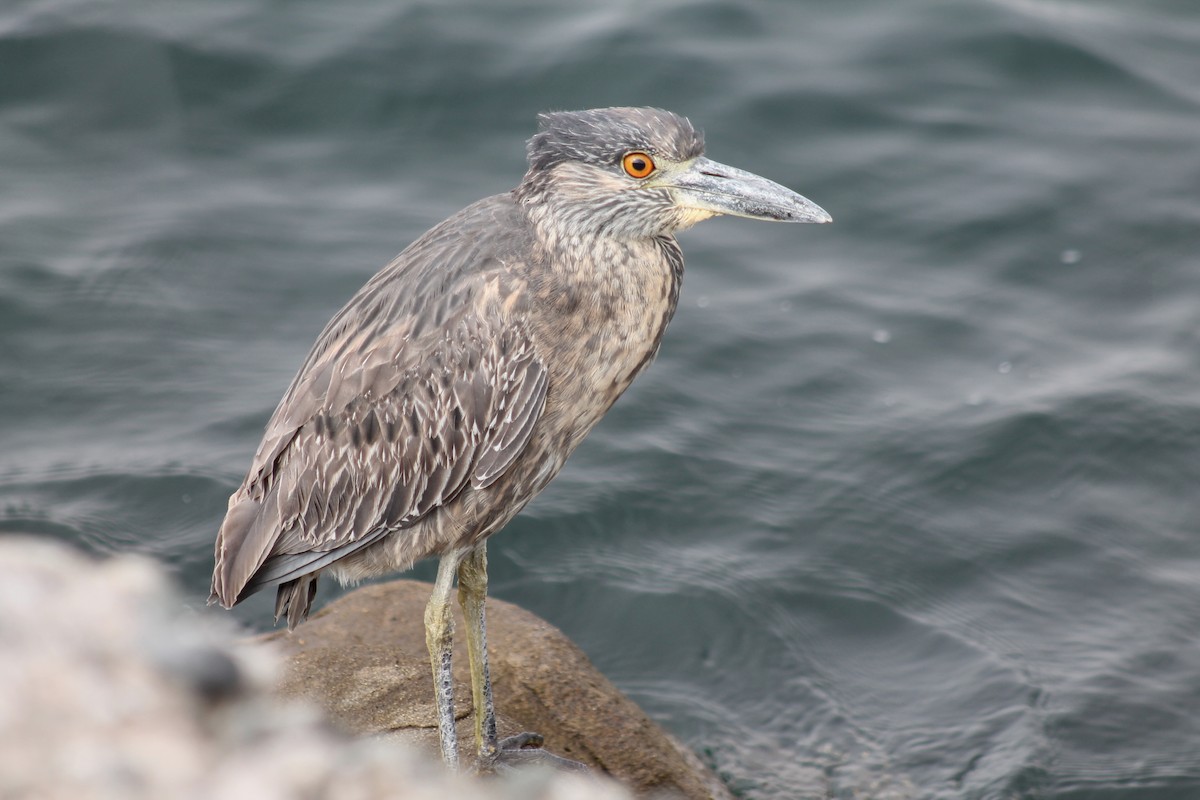 Квак чорногорлий - ML645430733