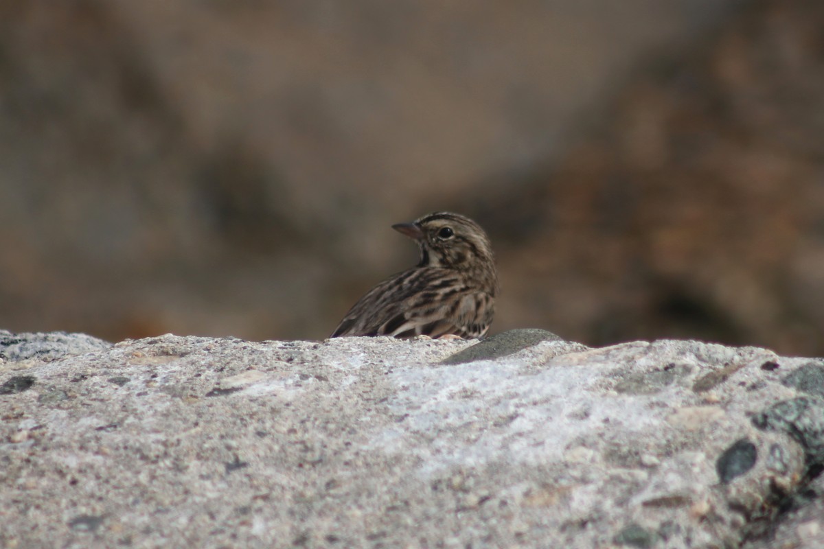 Пасовник савановий - ML645430734