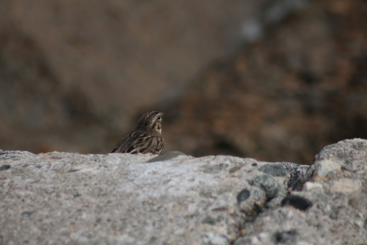 Пасовник савановий - ML645430735