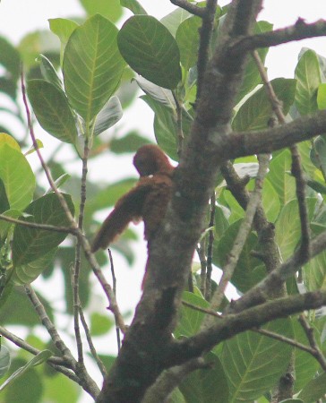 Ятла руда - ML645430736